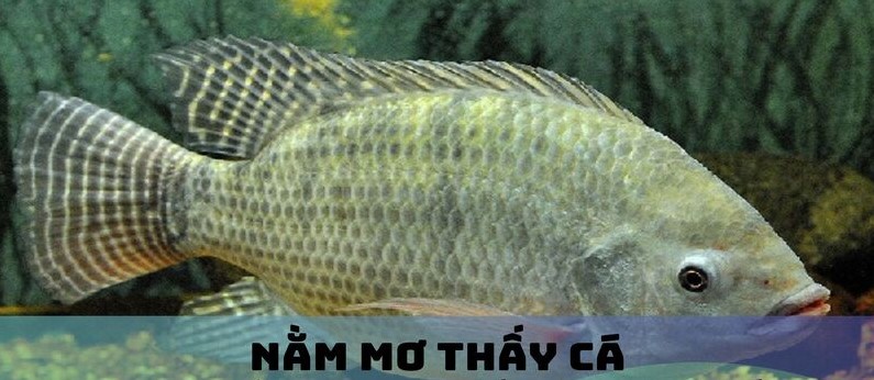 Giải đáp cho các anh em thắc mắc về giấc Mơ thấy cá nohu90